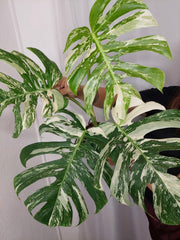 Monstera Variegata Adult