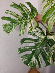 Monstera Variegata Adult