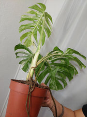 Monstera Variegata Adult