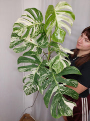 Monstera Variegata Adult