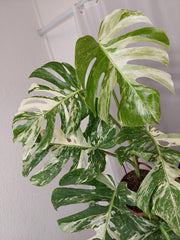 Monstera Variegata Adult