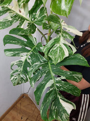 Monstera Variegata Adult
