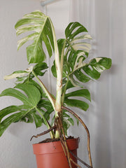 Monstera Variegata Adult