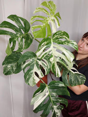 Monstera Variegata Adult