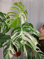 Monstera Variegata Adult