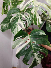 Monstera Variegata Adult