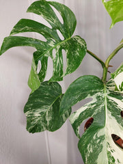 Monstera Variegata Adult