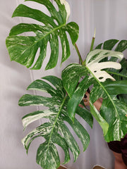 Monstera Variegata Adult