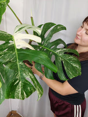 Monstera Variegata Adult
