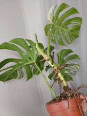 Monstera Variegata Adult