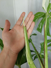 Monstera Variegata Adult