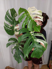 Monstera Variegata Adult
