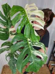 Monstera Variegata Adult