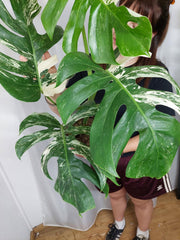 Monstera Variegata Adult