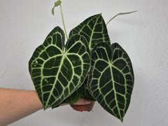 Anthurium Clarinervium