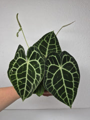 Anthurium Clarinervium