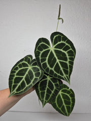 Anthurium Clarinervium