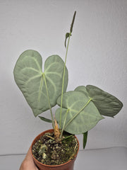 Anthurium Clarinervium