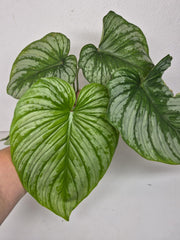 Philodendron Mamei 1