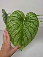 Philodendron Mamei 1