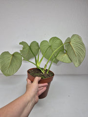 Philodendron Mamei 1