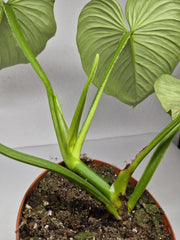 Philodendron Mamei 1