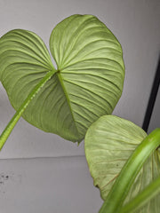 Philodendron Mamei 1