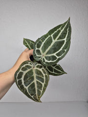 Anthurium Red Crystallinum