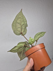 Anthurium Red Crystallinum