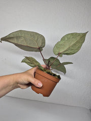 Anthurium Red Crystallinum