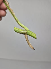 Raphidophora Foraminifera Variegata Steckling