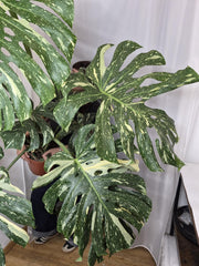 Monstera Thai Constellation XXL