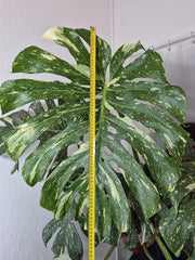 Monstera Thai Constellation XXL