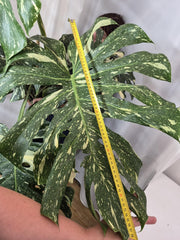 Monstera Thai Constellation XXL