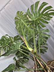 Monstera Thai Constellation XXL