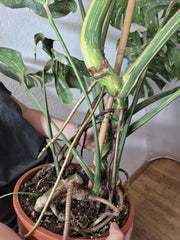 Monstera Thai Constellation XXL