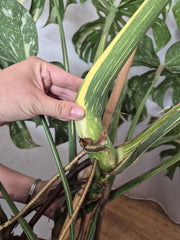 Monstera Thai Constellation XXL