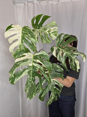 Monstera Variegata (zum aussuchen)