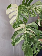 Monstera Variegata (zum aussuchen)