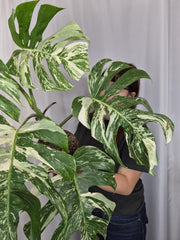 Monstera Variegata (zum aussuchen)