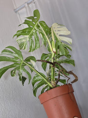 Monstera Variegata (zum aussuchen)