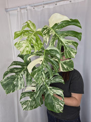 Monstera Variegata (zum aussuchen)