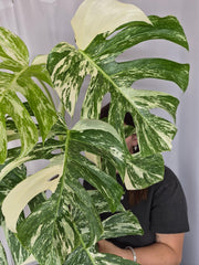 Monstera Variegata (zum aussuchen)
