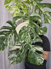Monstera Variegata (zum aussuchen)