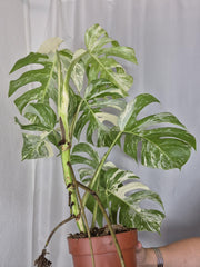 Monstera Variegata (zum aussuchen)