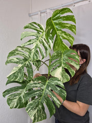 Monstera Variegata (zum aussuchen)