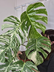 Monstera Variegata (zum aussuchen)