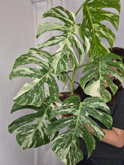 Monstera Variegata (zum aussuchen)