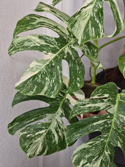 Monstera Variegata (zum aussuchen)