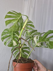 Monstera Variegata (zum aussuchen)